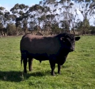 Banquet Angus Bull