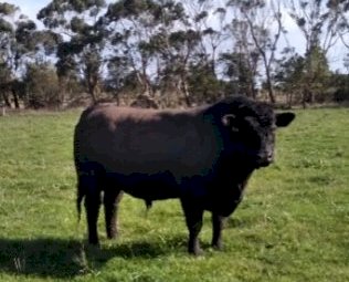Banquet Angus Bull