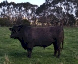 Banquet Angus Bull