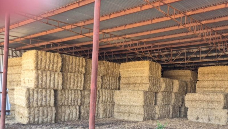 175mt Barley Straw 490kg 8x4x3 Bales