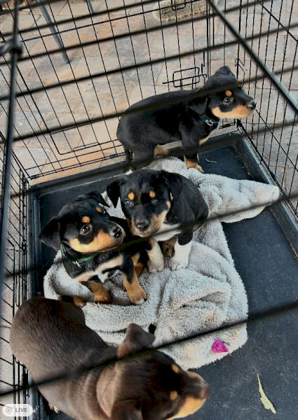 Kelpie Pups x 3