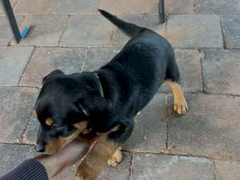 Kelpie Pups x 3