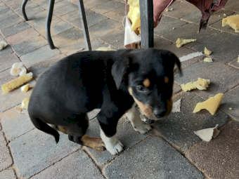 Kelpie Pups x 3