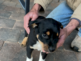 Kelpie Pups x 3