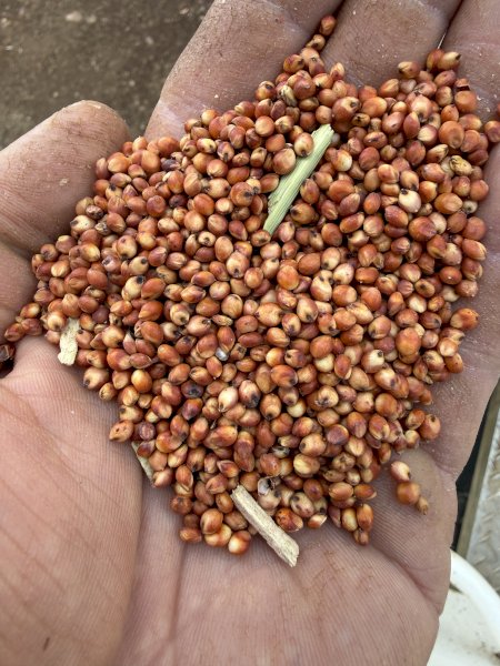 100 mt Sorghum Grain
