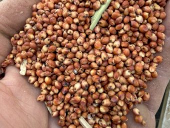 100 mt Sorghum Grain