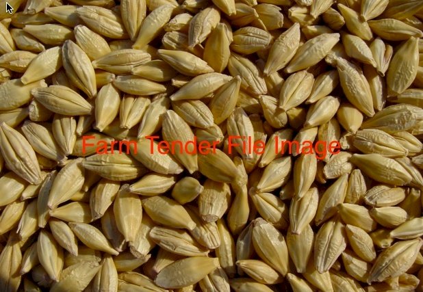 WANTED 100 mt Feed Barley