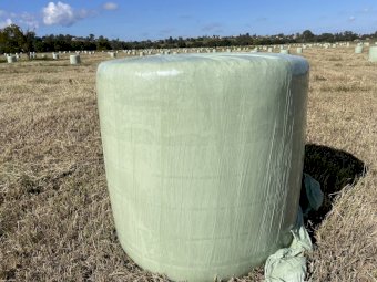 50 x Callide Rhodes Grass Silage Rolls