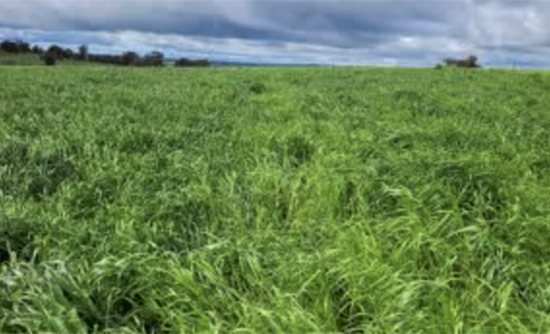 Pasture Booster - Ex Geelong
