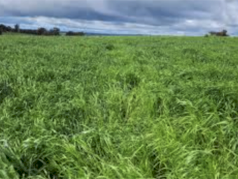 Pasture Booster - Ex Geelong