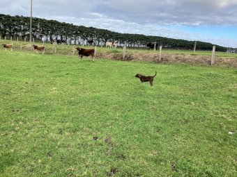 Kelpie X Koolie Pup