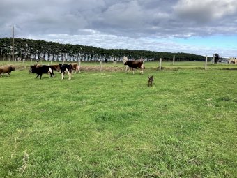 Kelpie X Koolie Pup