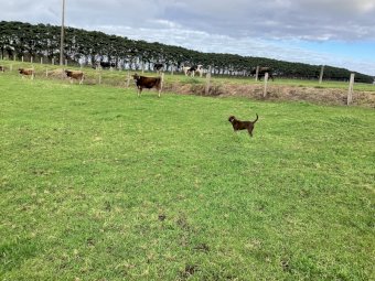 Kelpie X Koolie Pup