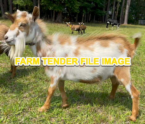 Nigerian Dwarf Bucklings x 2
