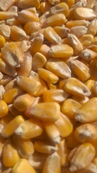 15 m/t Feed Corn