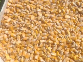 15 m/t Feed Corn