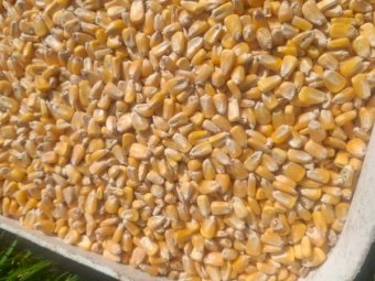 15 m/t Feed Corn