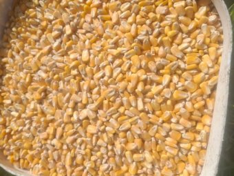 15 m/t Feed Corn