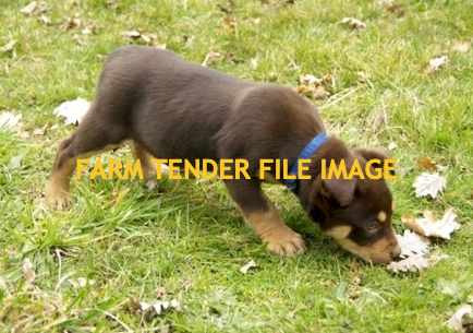 WANTED Border Collie/Australian Shepherd/Kelpie Pup
