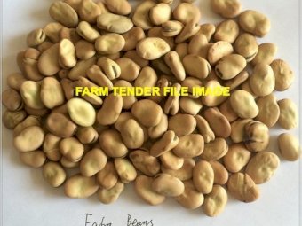 700mt Faba Beans