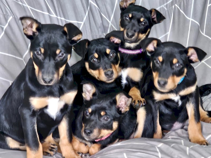 2 Male Kelpie Pups