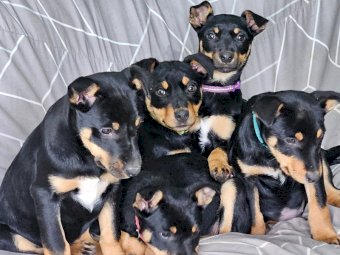 2 Male Kelpie Pups