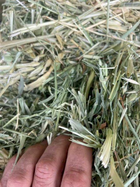 20MT Oaten Hay 8X4X3 Large Square Bales