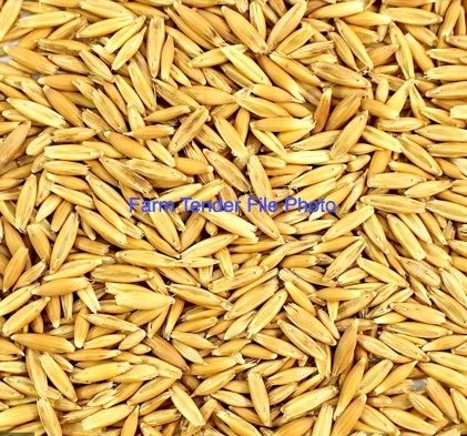 100mt Feed Oats with Barley in Sample