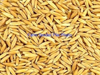 100mt Feed Oats with Barley in Sample