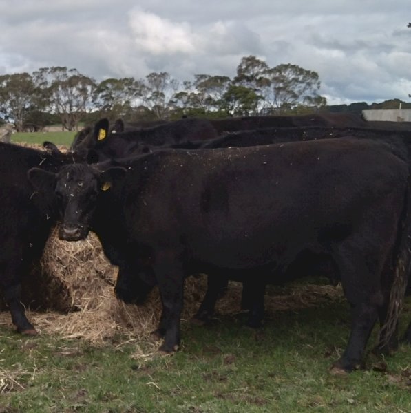 Angus Cows with Calves x 60