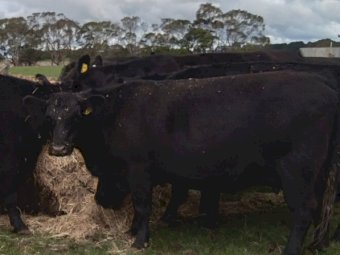 Angus Cows with Calves x 60