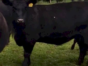 Angus Cows with Calves x 60