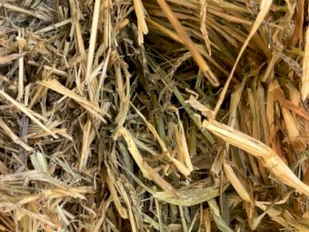 Barley Hay 8x4x3 Bales