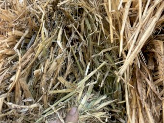 Barley Hay 8x4x3 Bales