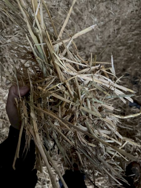 200 m/t Wheaten Hay in 8x4x3 Bales