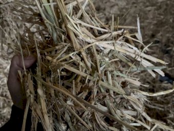 200 m/t Wheaten Hay in 8x4x3 Bales
