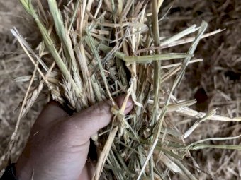200 m/t Wheaten Hay in 8x4x3 Bales