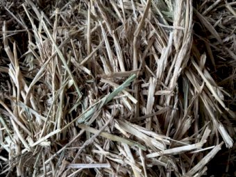 200 m/t Wheaten Hay in 8x4x3 Bales
