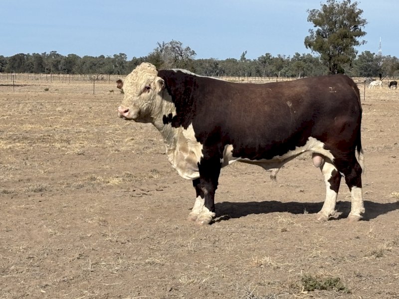 Stud Hereford Bull
