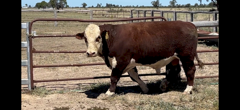 Stud Hereford Bull