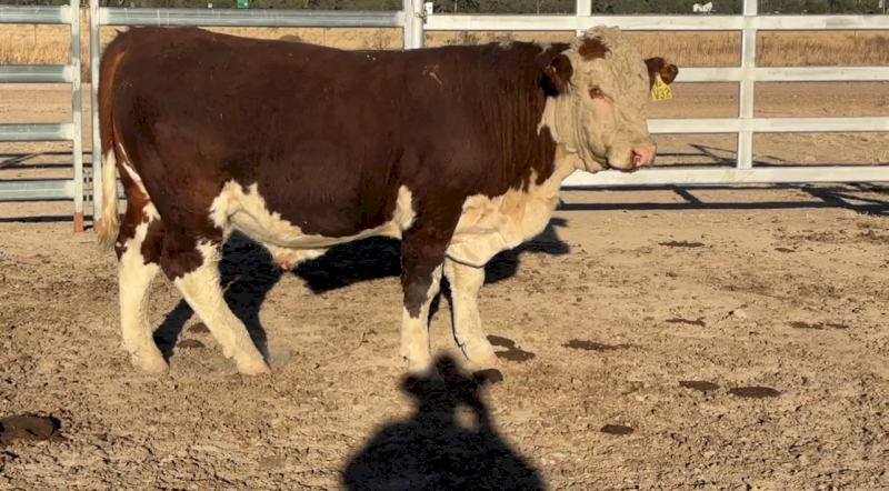 Stud Hereford Bull
