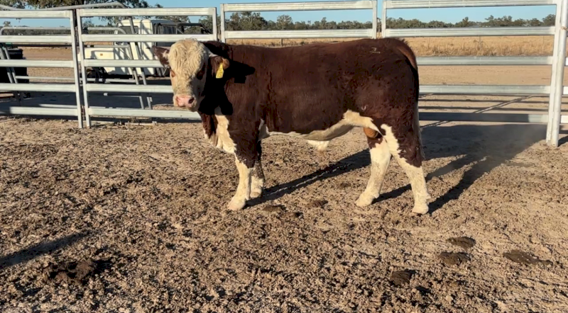 Stud Hereford Bull