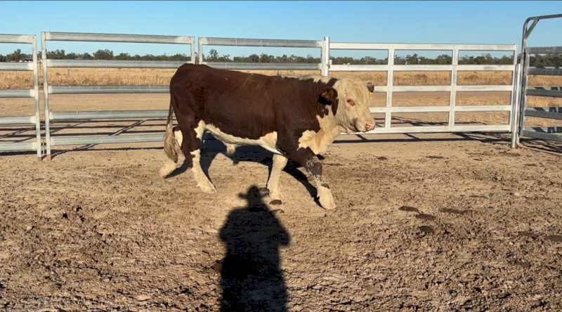 Stud Hereford Bull
