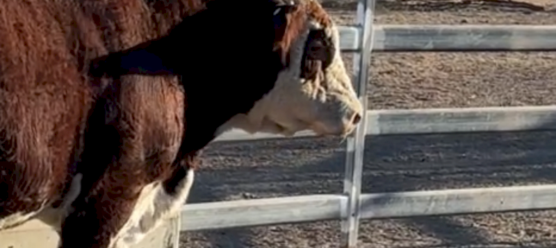 Stud Hereford Bull