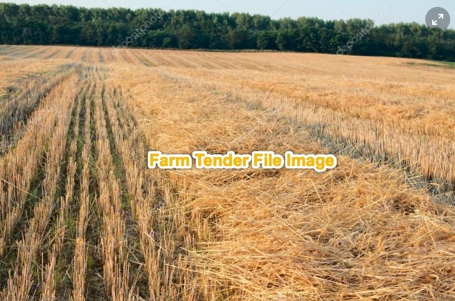 Wheat and Barley Straw. 8x4x3 Bales