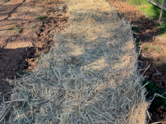 75 x Wheaten Hay/Silage 250-300kg Rolls