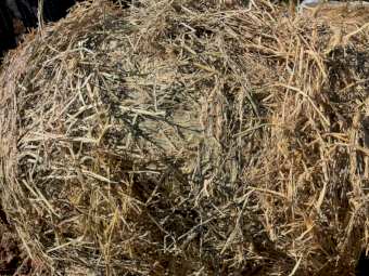 75 x Wheaten Hay/Silage 250-300kg Rolls
