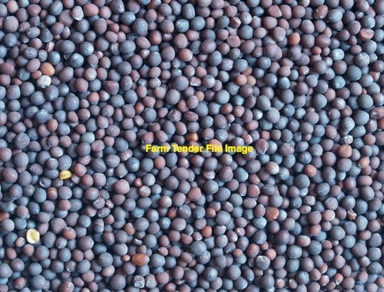 16mt Timok Vetch Seed