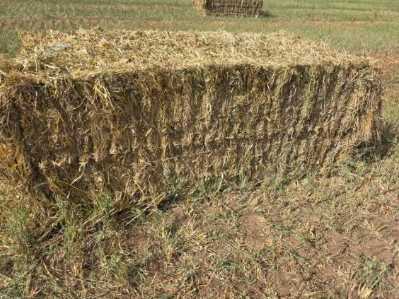 240mt Oaten Hay 600kg 8x4x3 Bales