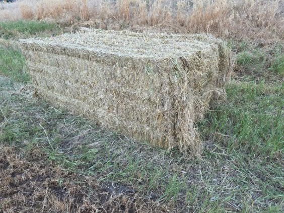 300mt Oaten Hay 600kg 8x4x3 Bales